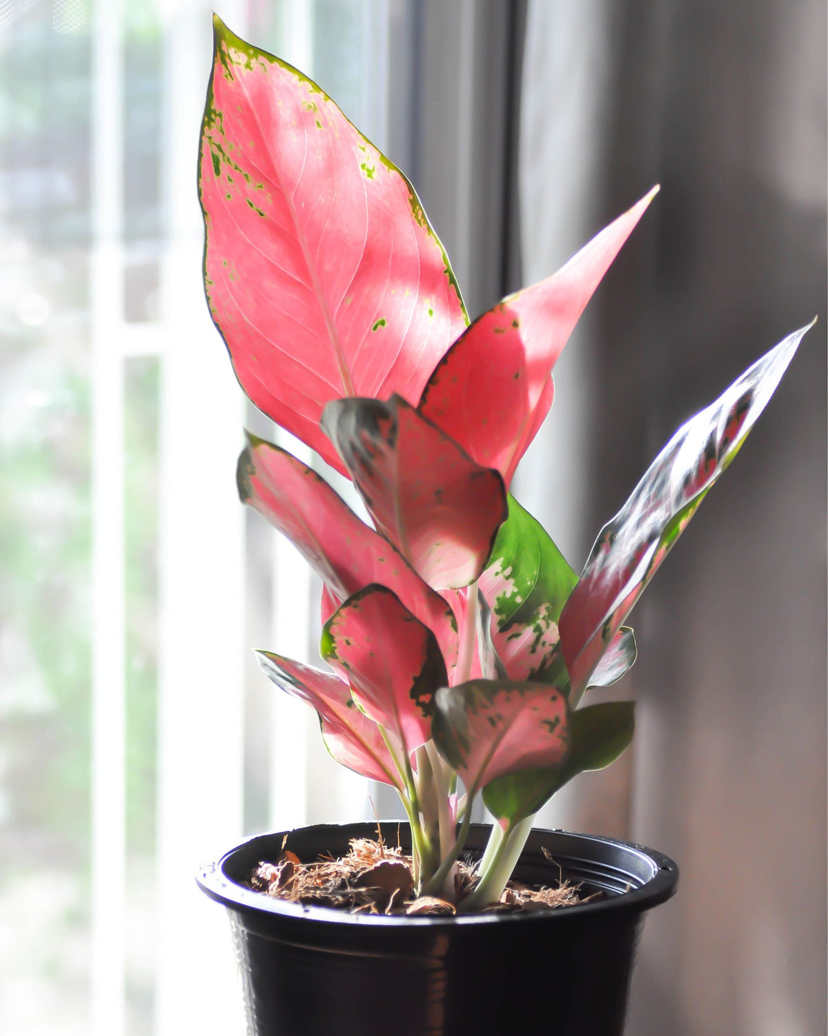 Aglaonema Siam Aurora | bewurzelter Ableger