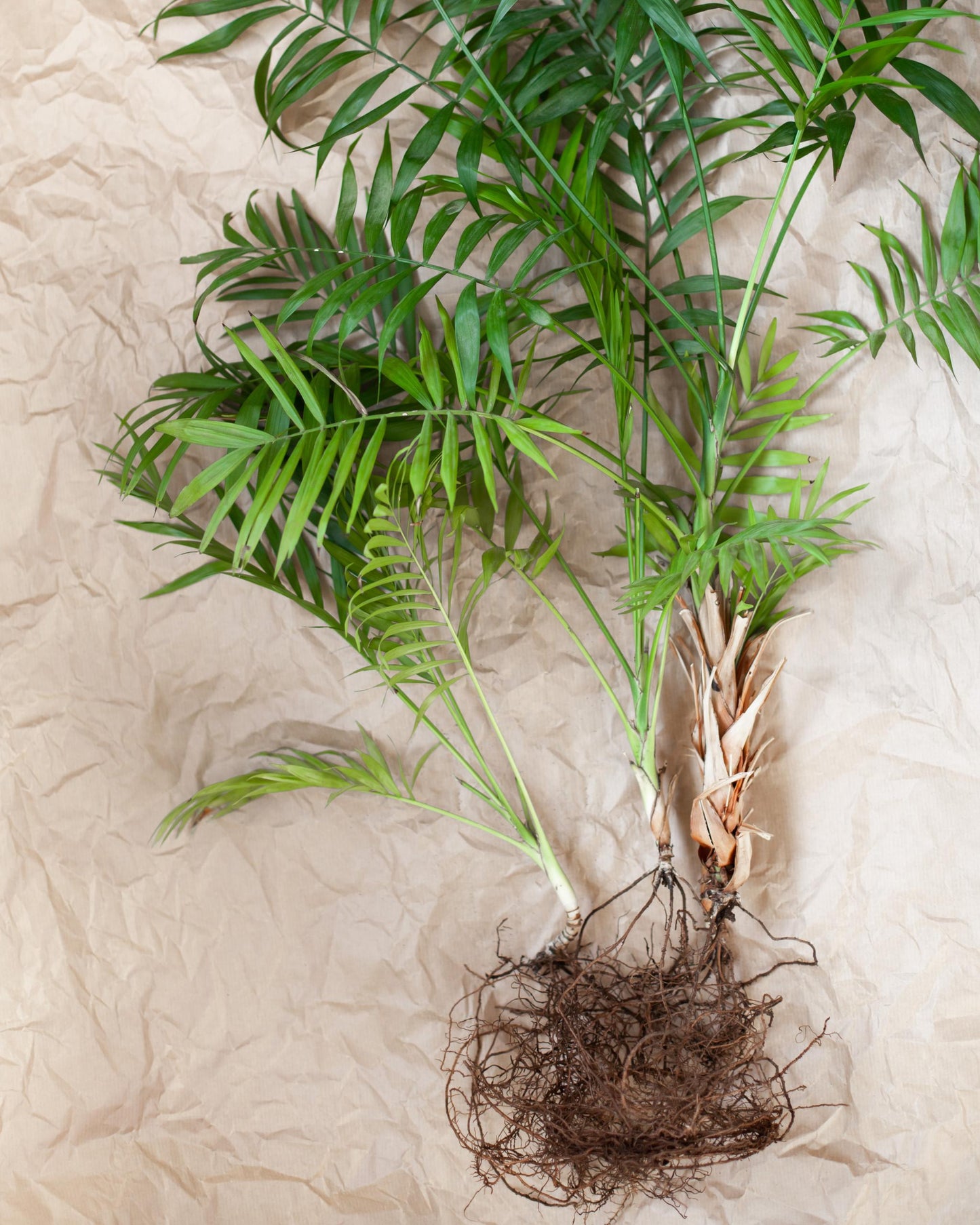 Bergpalme – Wurzeln Nahaufnahme