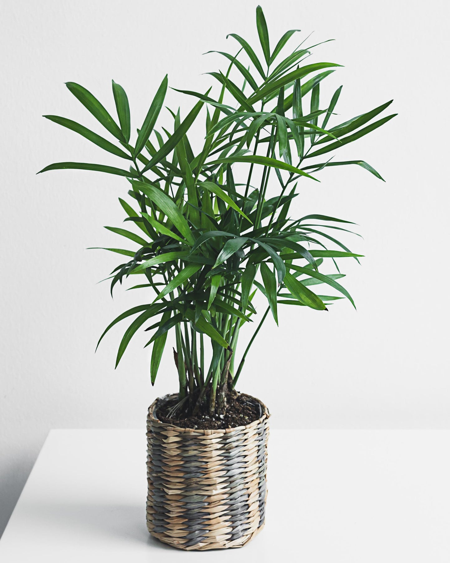Bergpalme – eingepflanzt im Topf (Beispiel)