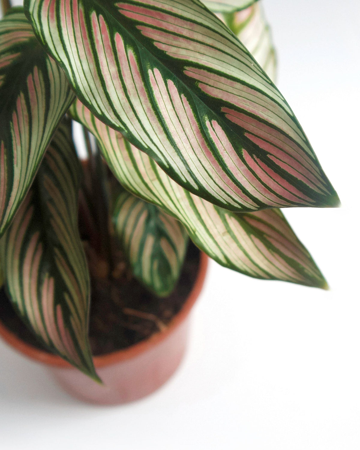 calathea majestic blätter nahaufnahme