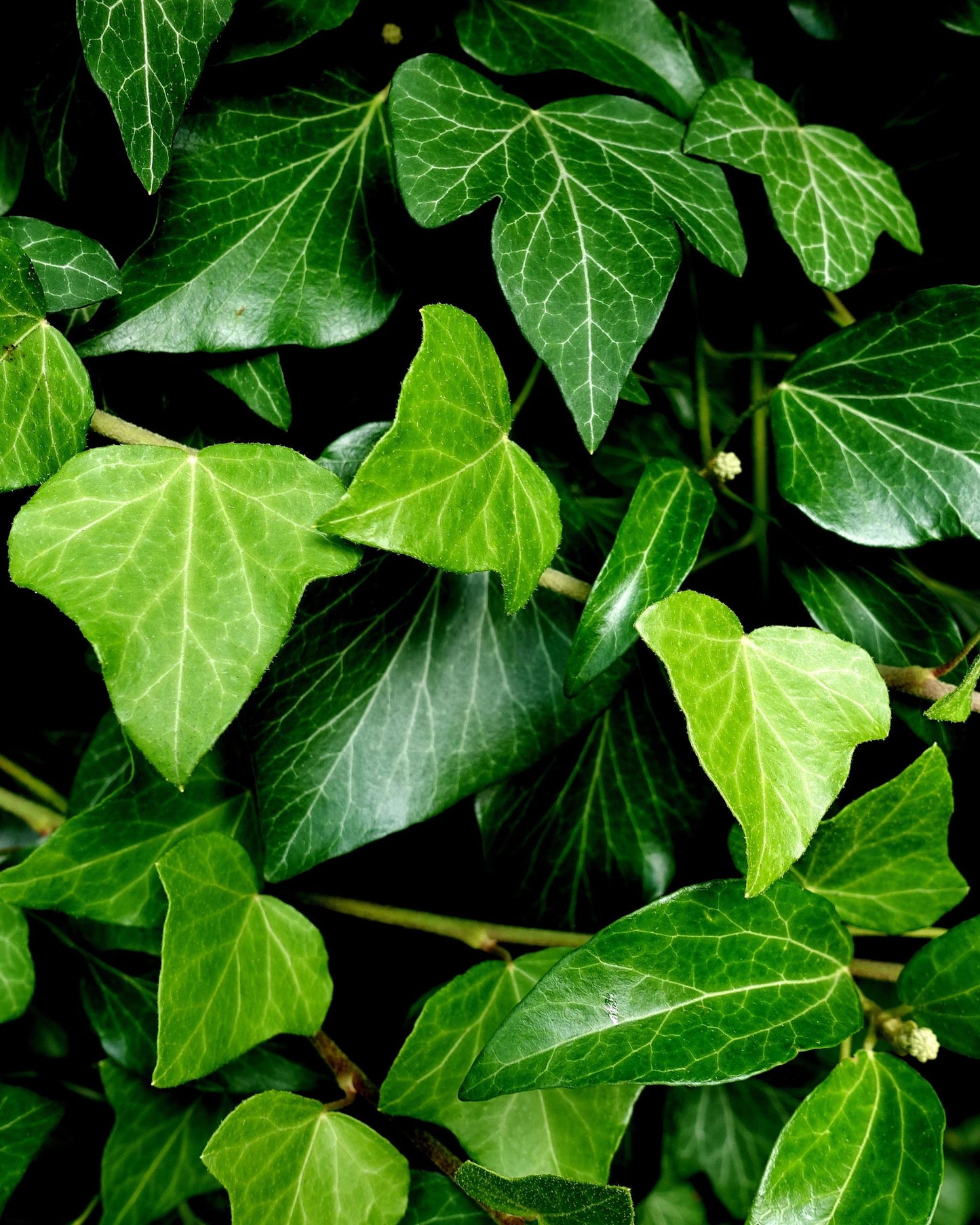 Hedera helix – Blattadern Nahaufnahme