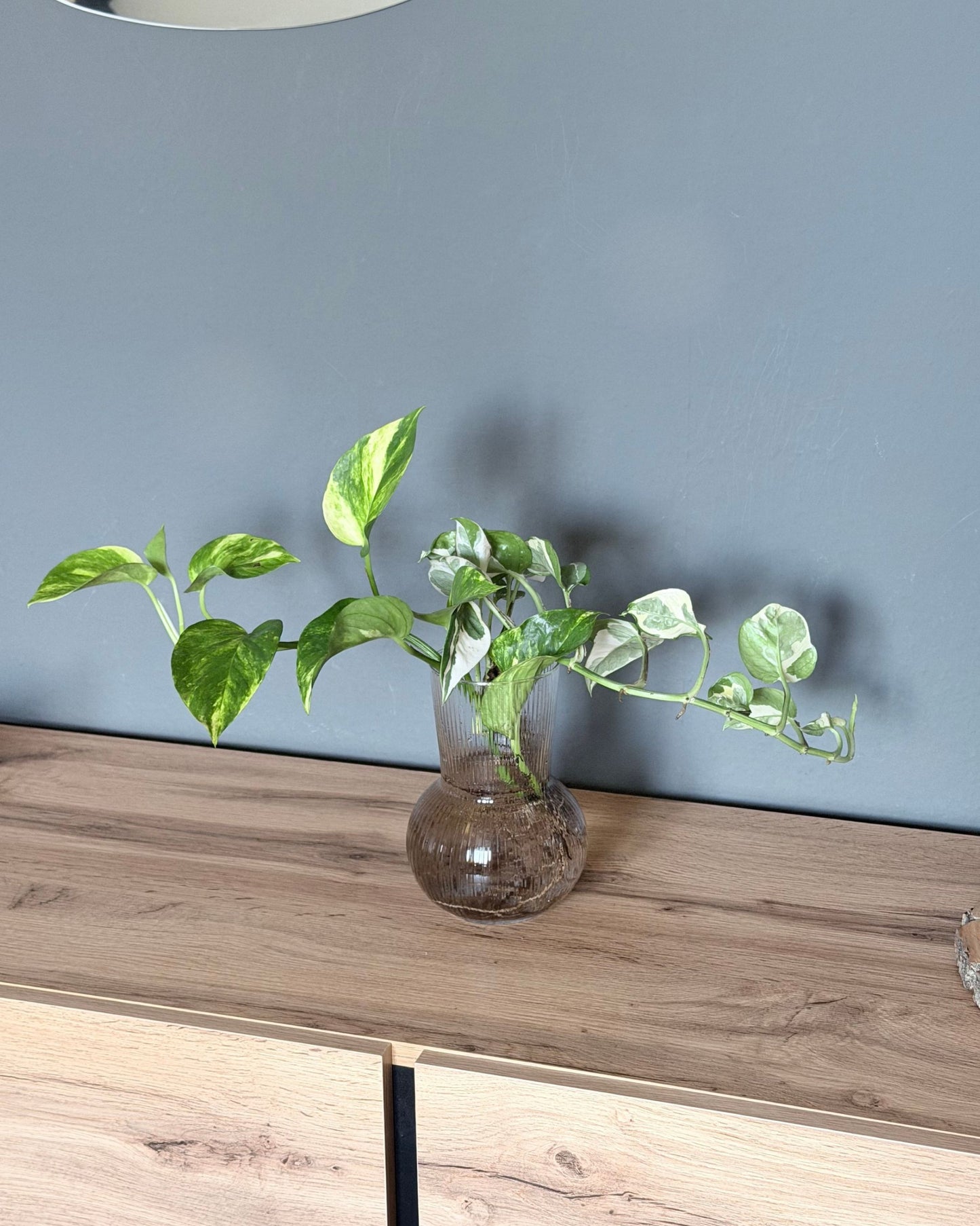 Hydro-Set – Design-Vase & 2 lange Efeututen-Ableger