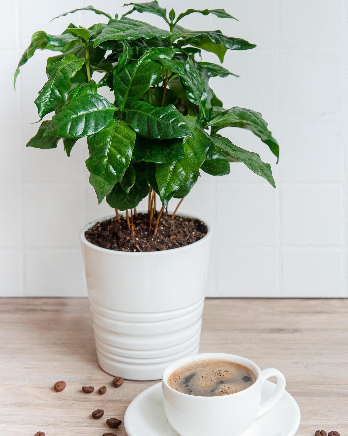 Kaffeepflanze – eingepflanzt im Topf (Beispiel)