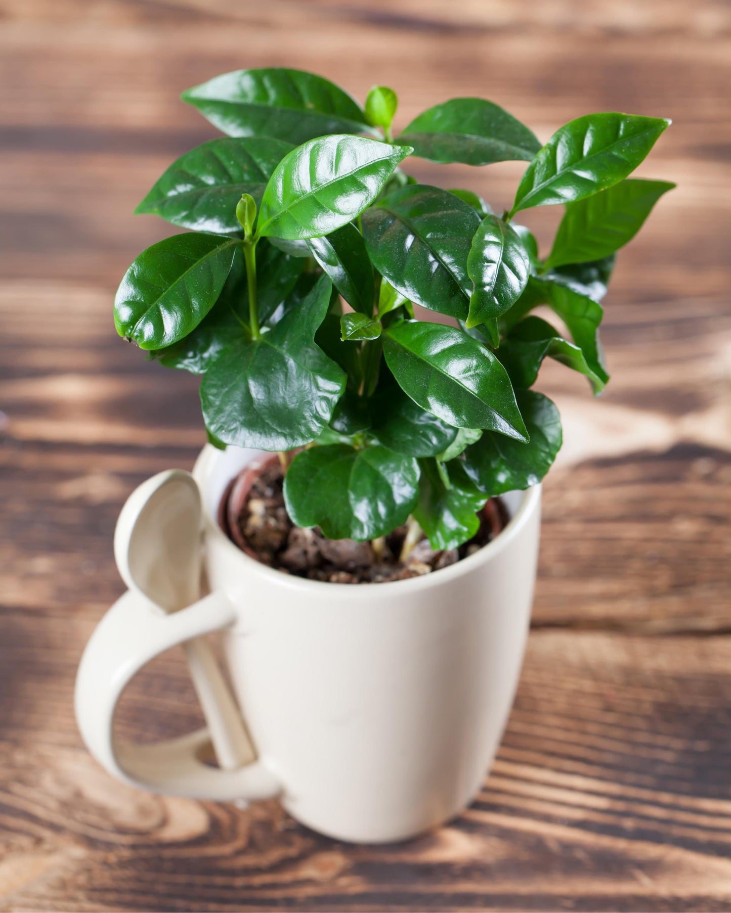 Coffea arabica – dunkelgrüne Blattfarbe (Detail)