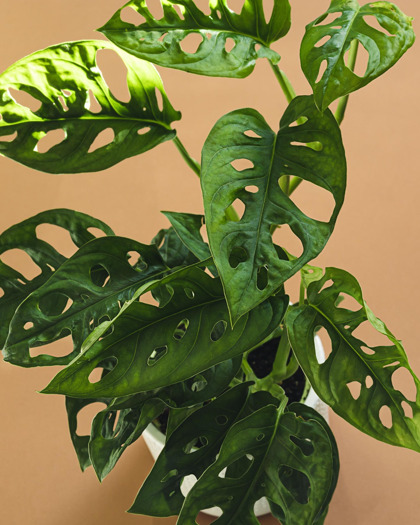 Monstera adansonii Ableger – Blätter Nahaufnahme