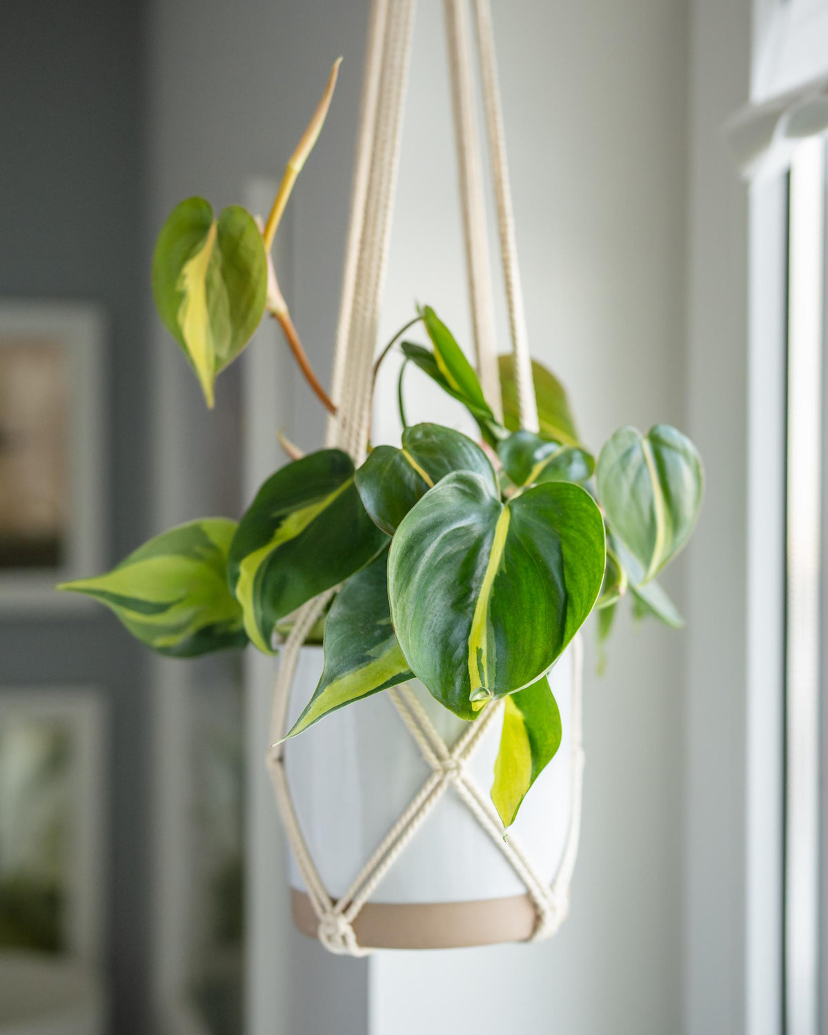 Philodendron Brasil – eingepflanzt im Topf