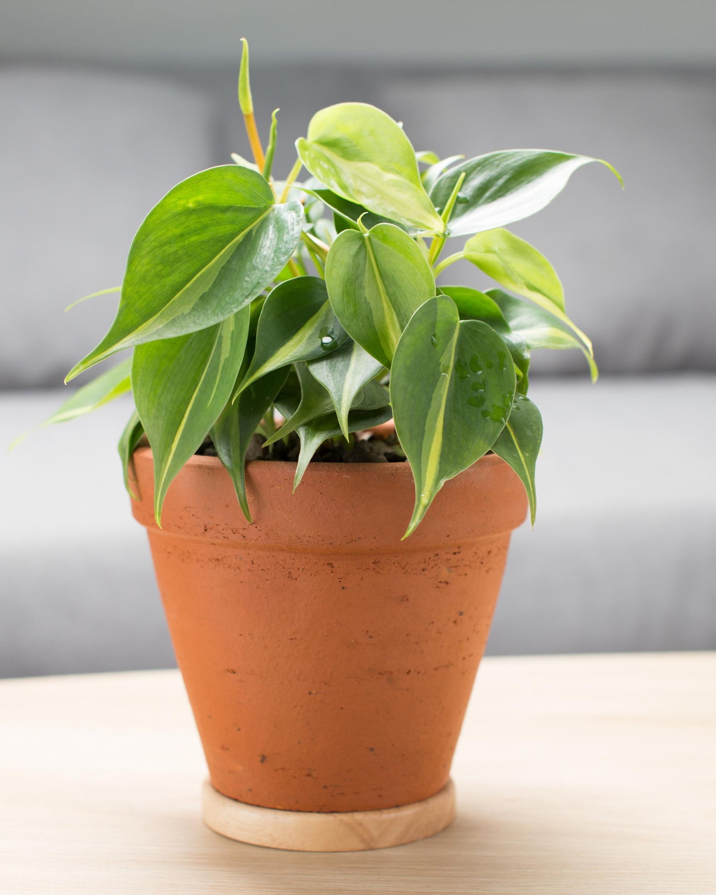 Philodendron Brasil – variegierte Blätter Nahaufnahme