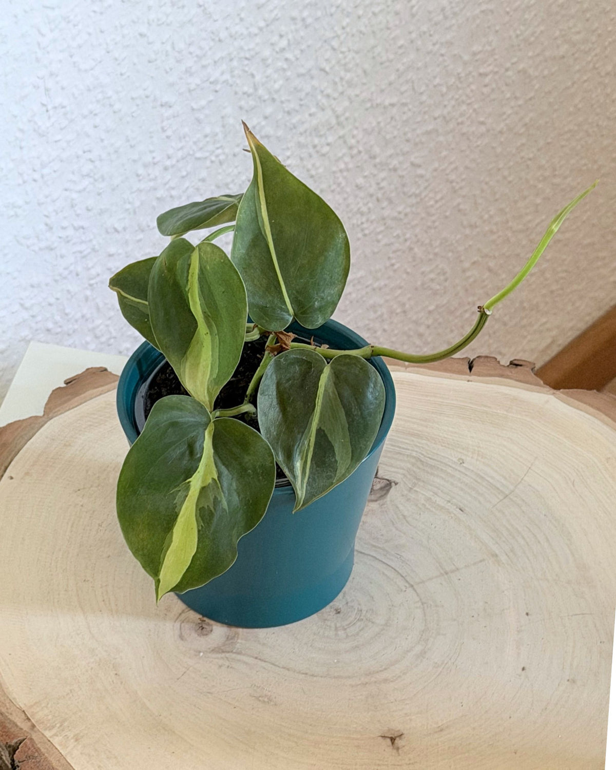 philodendron brasil eingepflanzt beispielbild