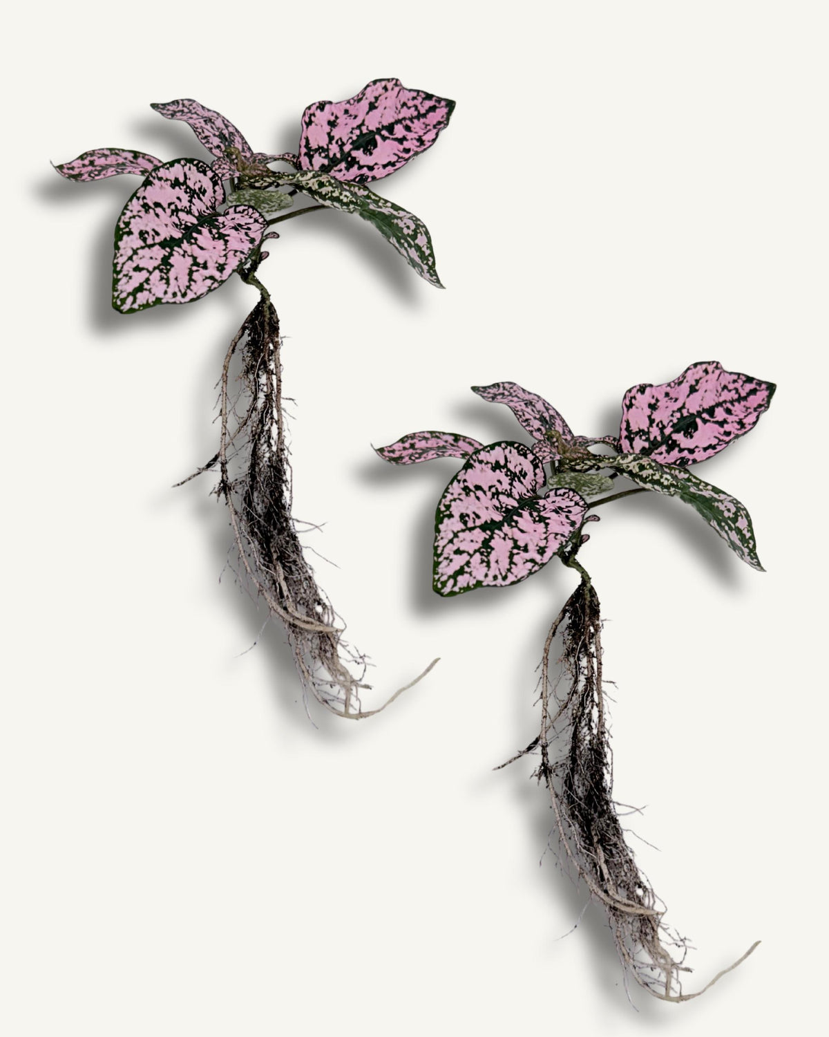 Punktblume hypoestes rosa ableger 2er set