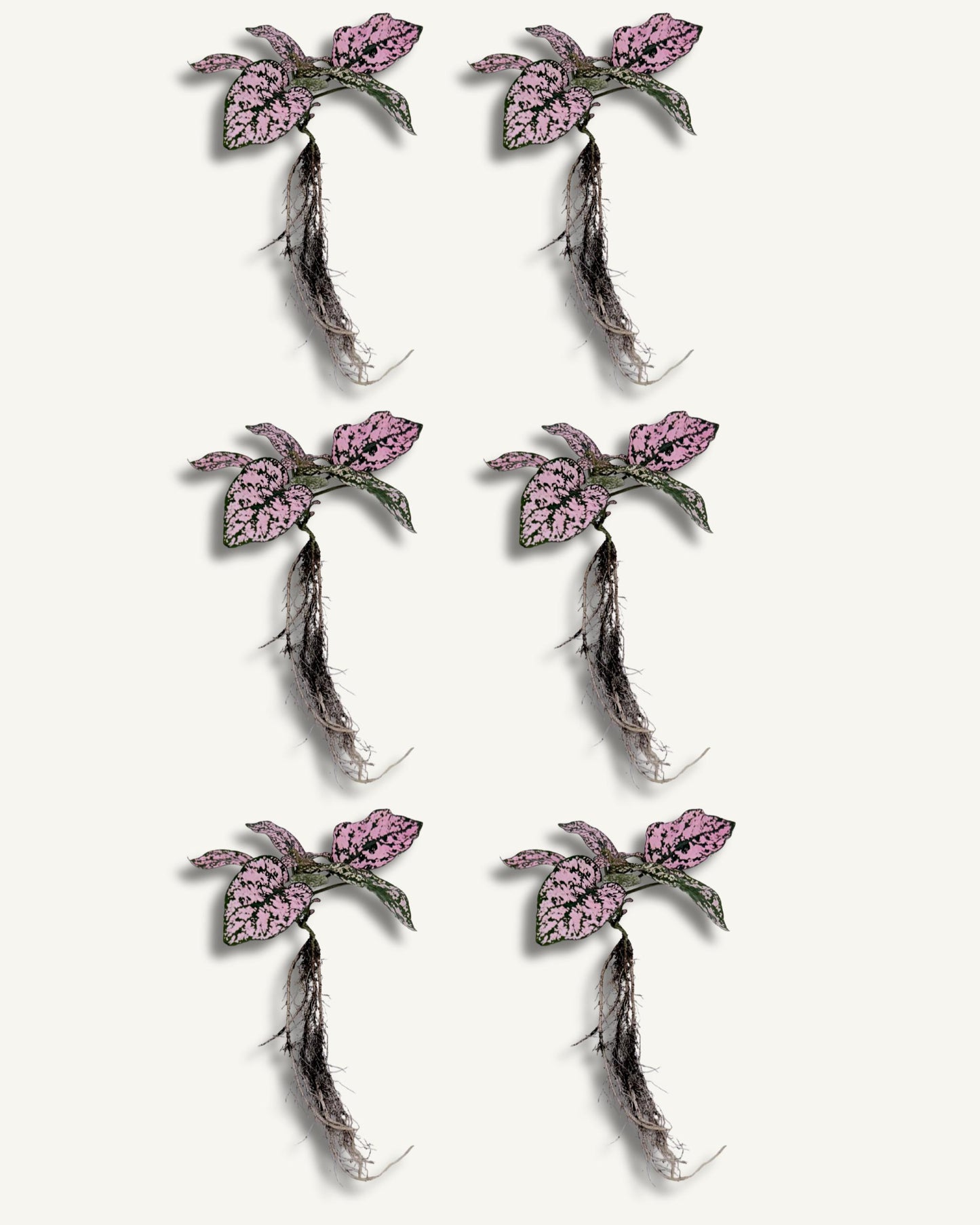 Punktblume hypoestes rosa ableger 6er set