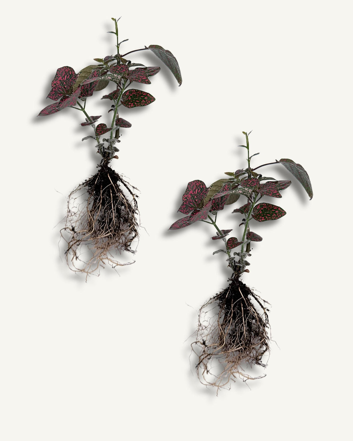 Hypoestes ableger/ steckling 2er set