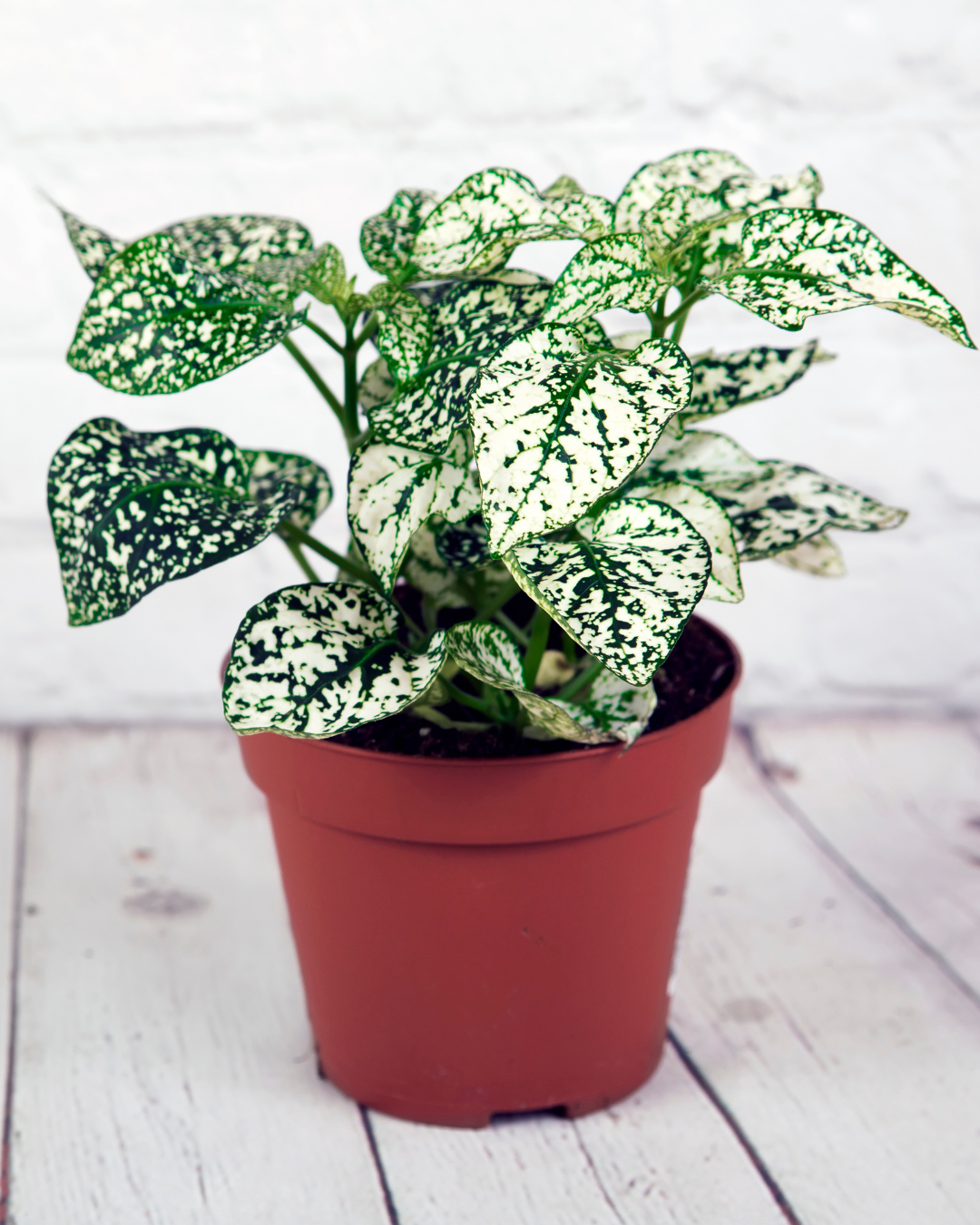 Punktblume hypoestes weiß beispiel ausgewachsen
