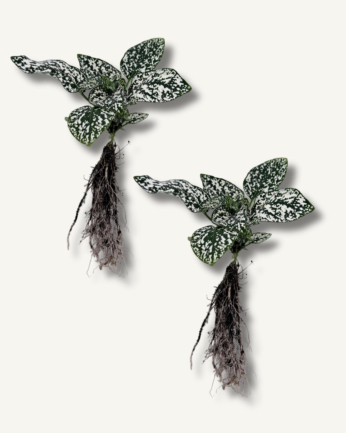 Punktblume hypoestes weiß ableger 2er set
