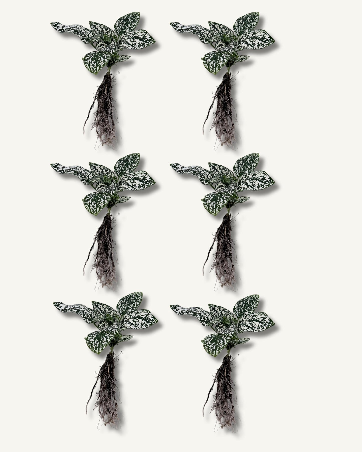 Punktblume hypoestes weiß ableger 6er set
