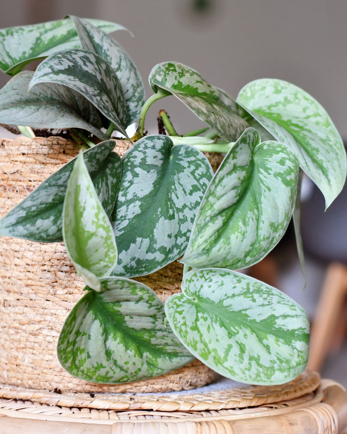 Scindapsus pictus Silvery Ann | bewurzelter Ableger