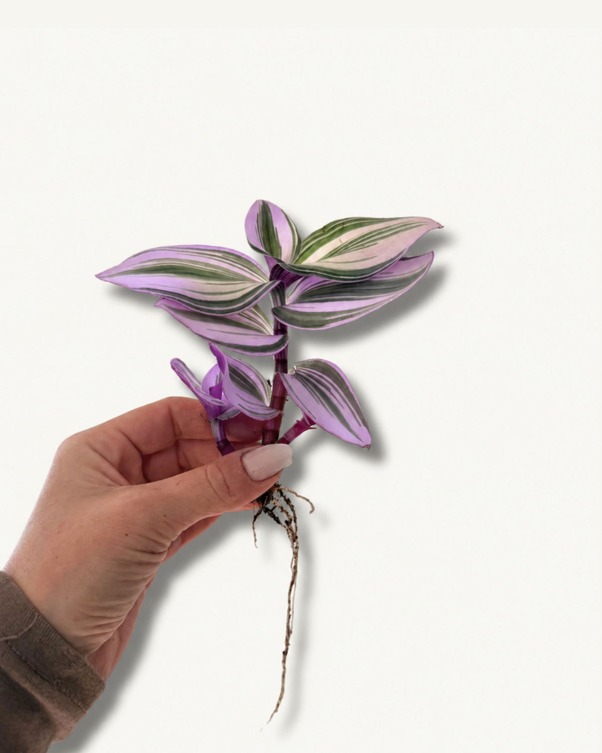Tradescantia größenverhältnis