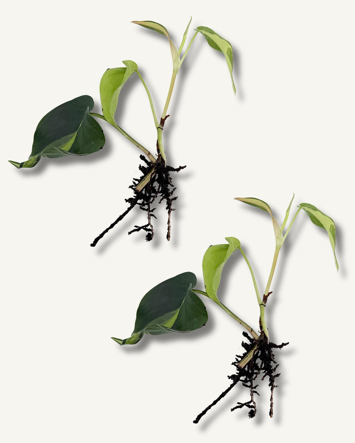 philodendron brasil klein ableger 2er set