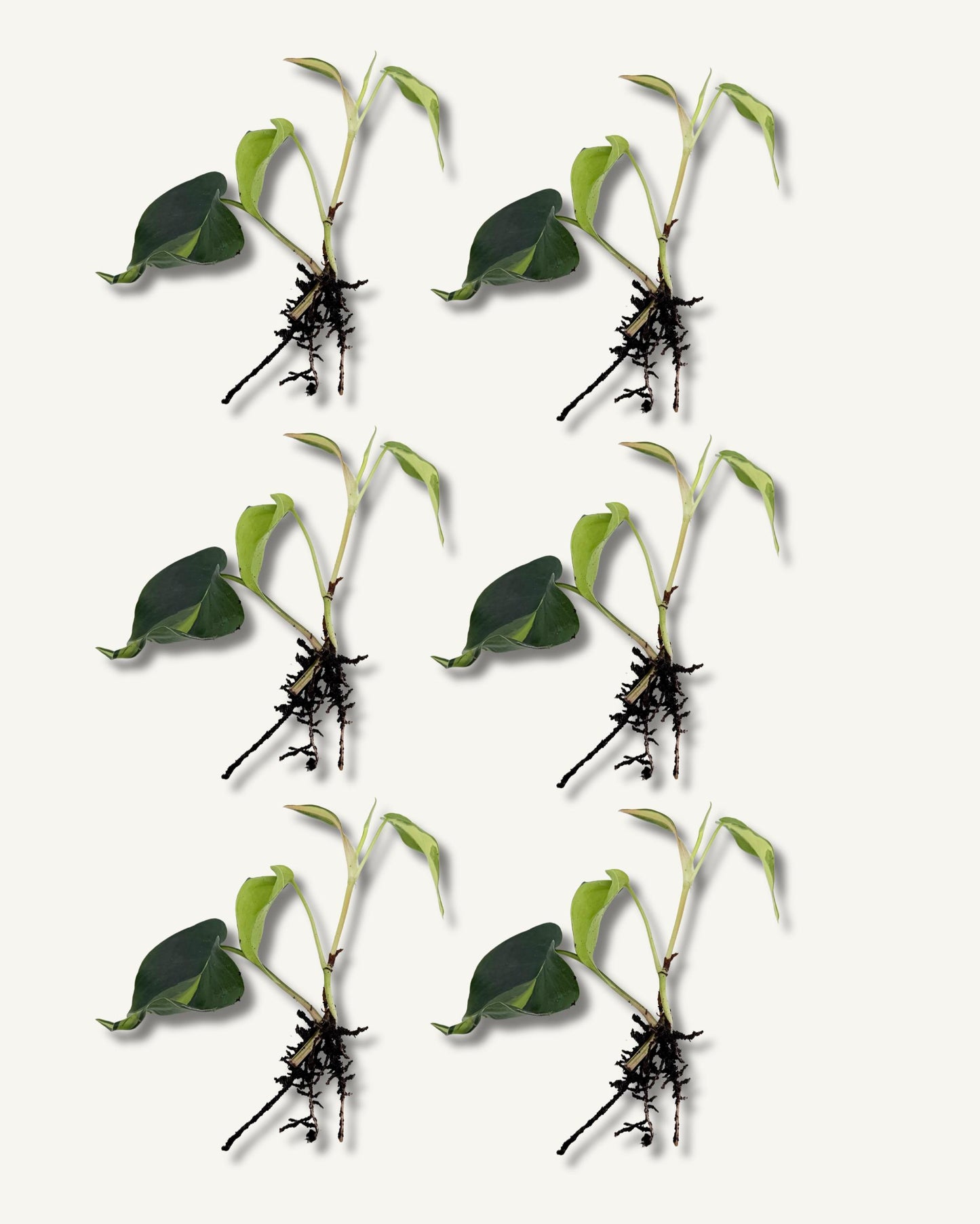 philodendron brasil klein ableger 6er set