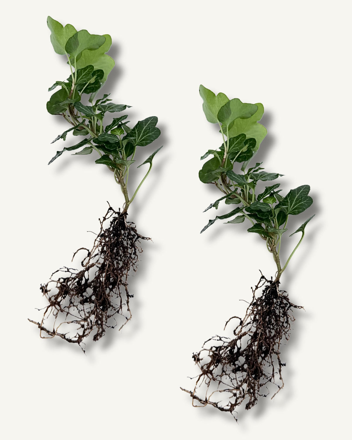 efeu hedera ableger klein 2er set
