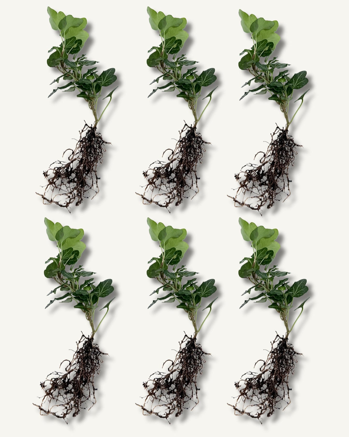 efeu hedera ableger klein 6er set