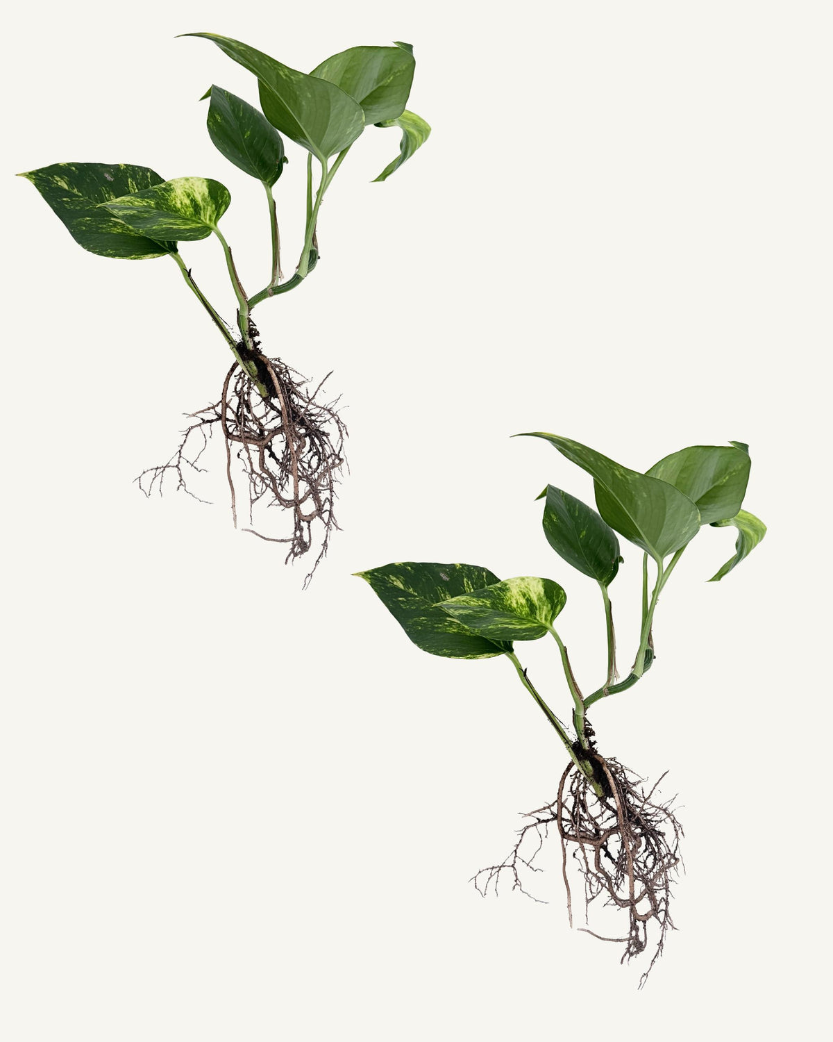 efeutute aureum steckling 2er set groß