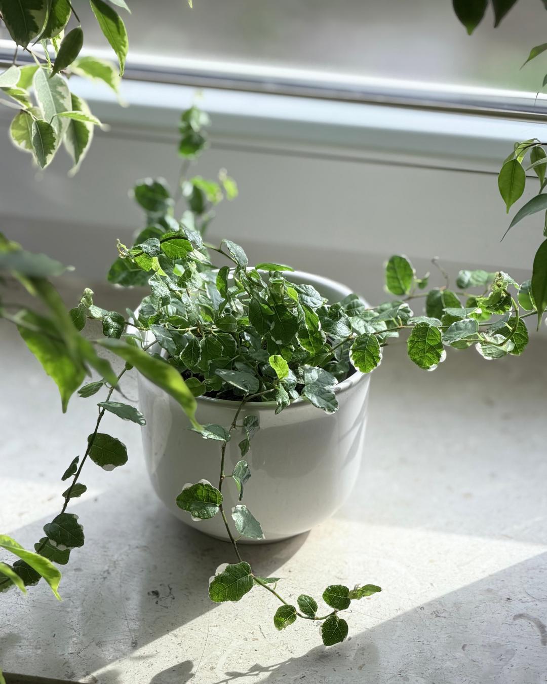 ficus pumila beispielbild ausgewachsen