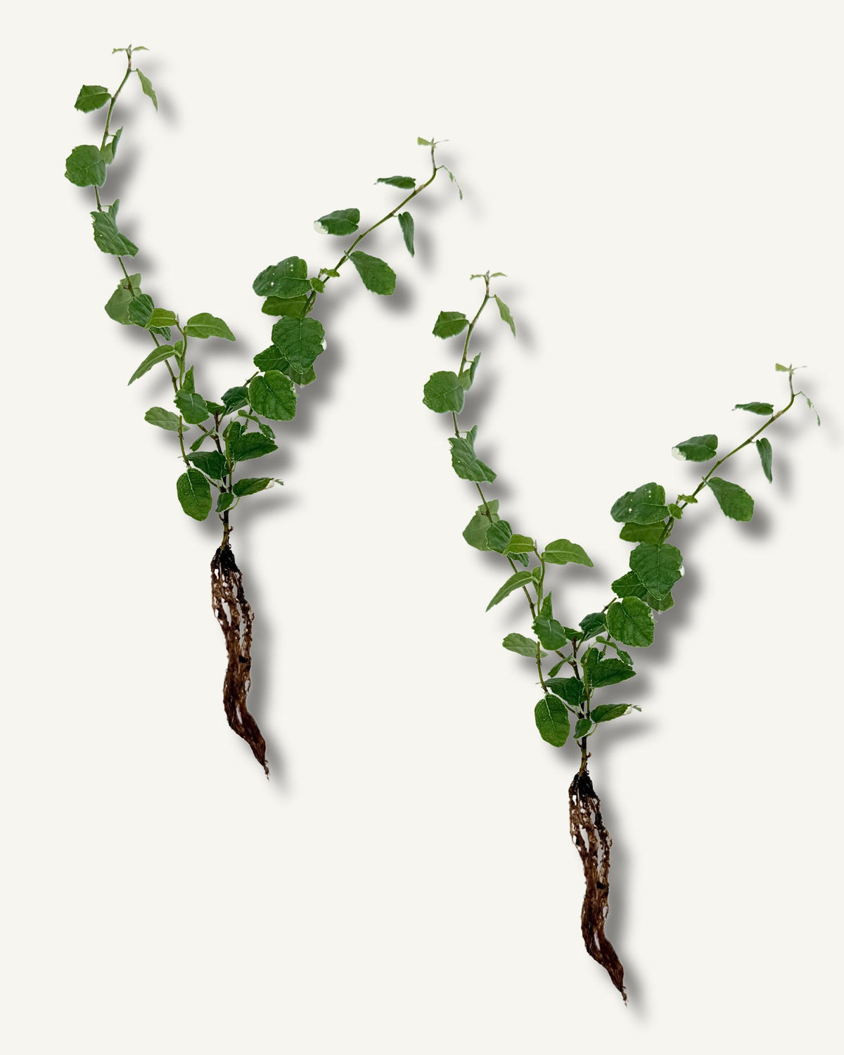Ficus pumila steckling im 2er set