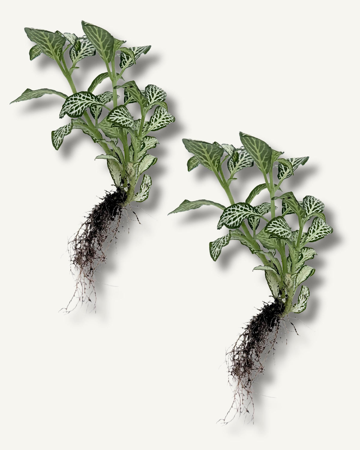 fittonia weiß 2er set