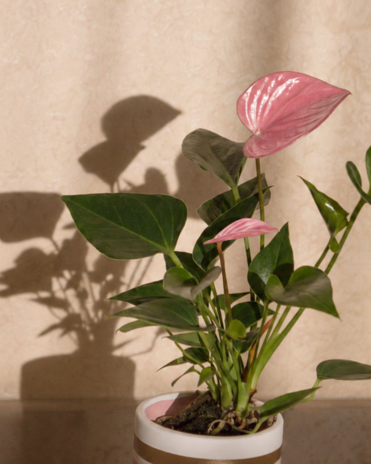 Flamingoblume Anthurium | bewurzelter Ableger