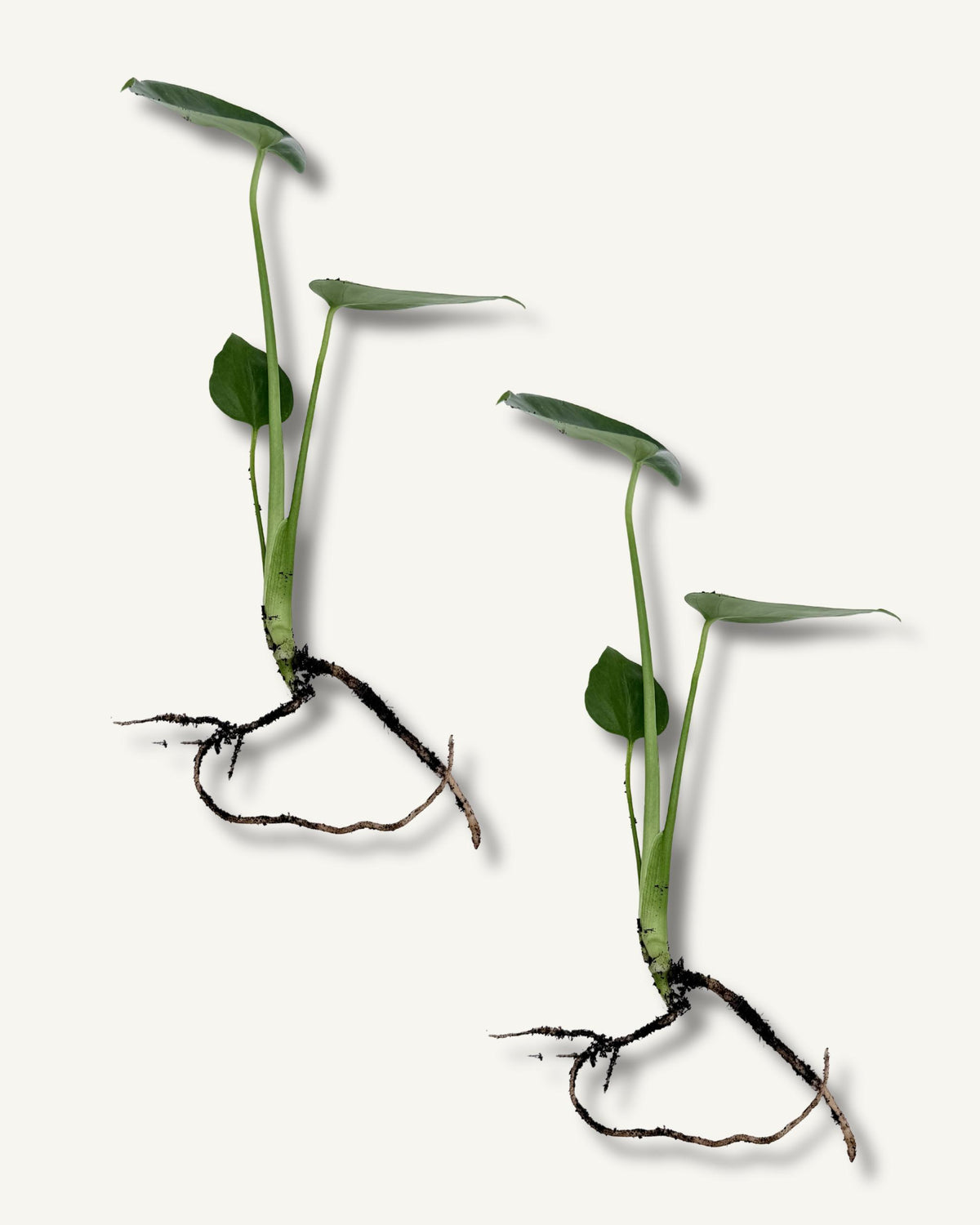 monstera deliciosa ableger 2er set mittel