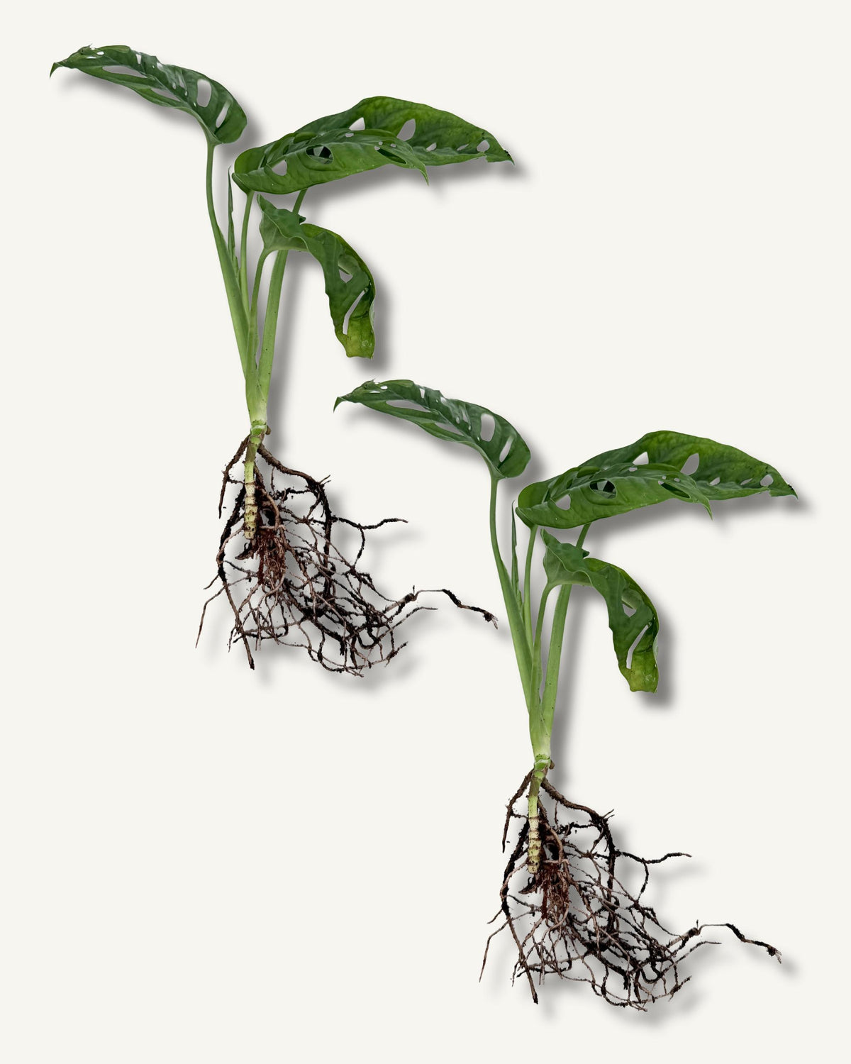 monstera monkey face ableger 2er set mittel