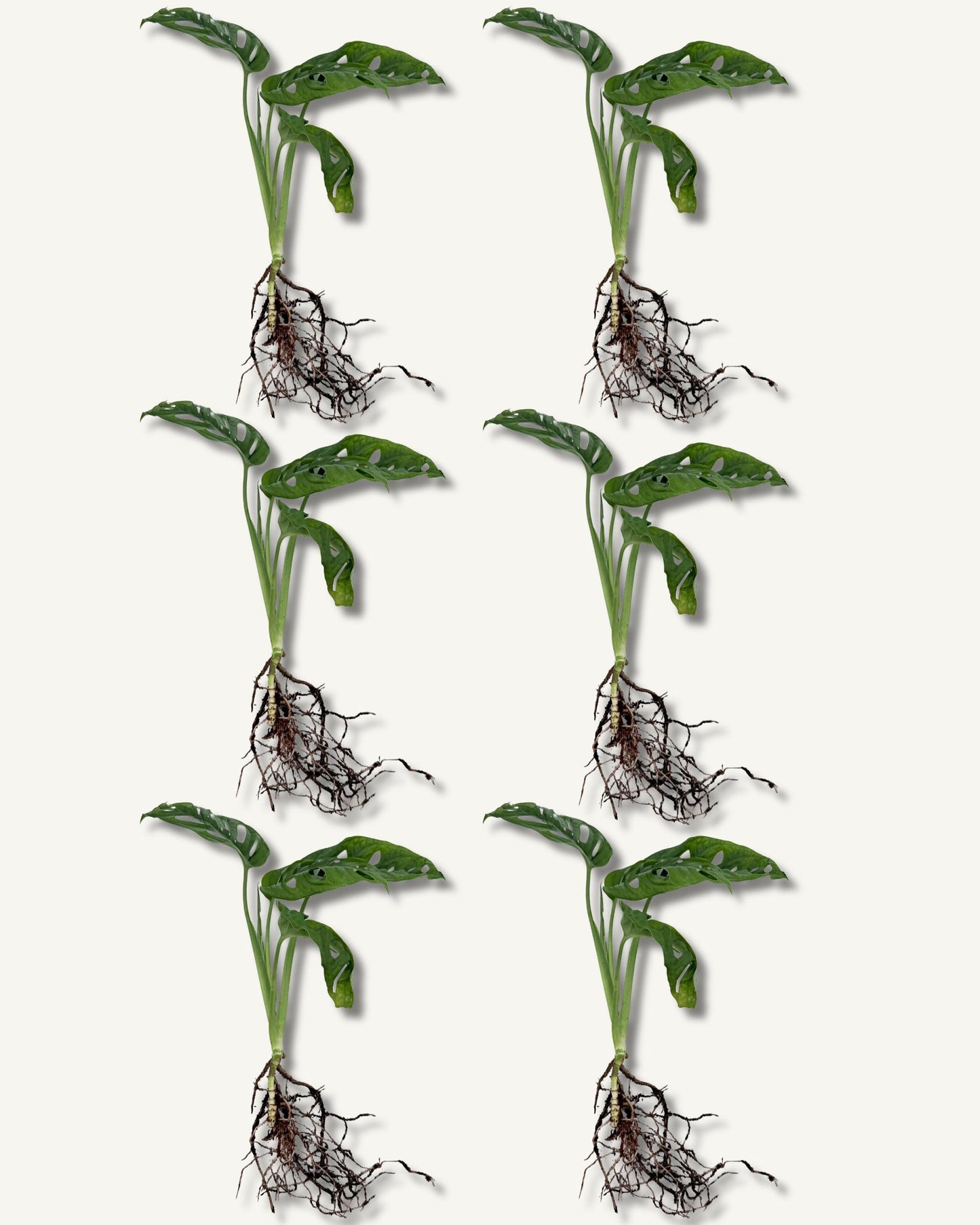 monstera monkey face ableger 6er set mittel