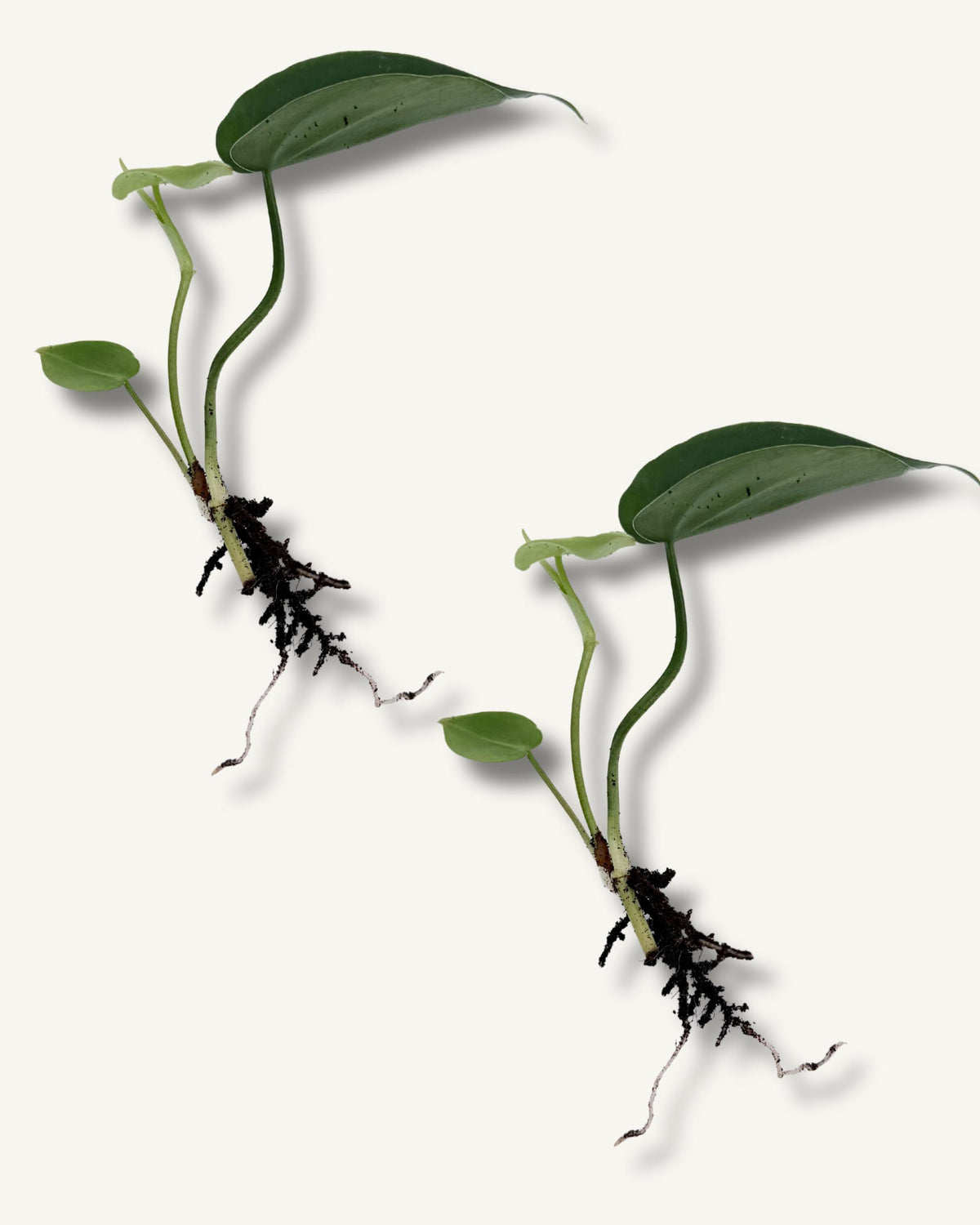 philodendron scandens ableger 2er set klein