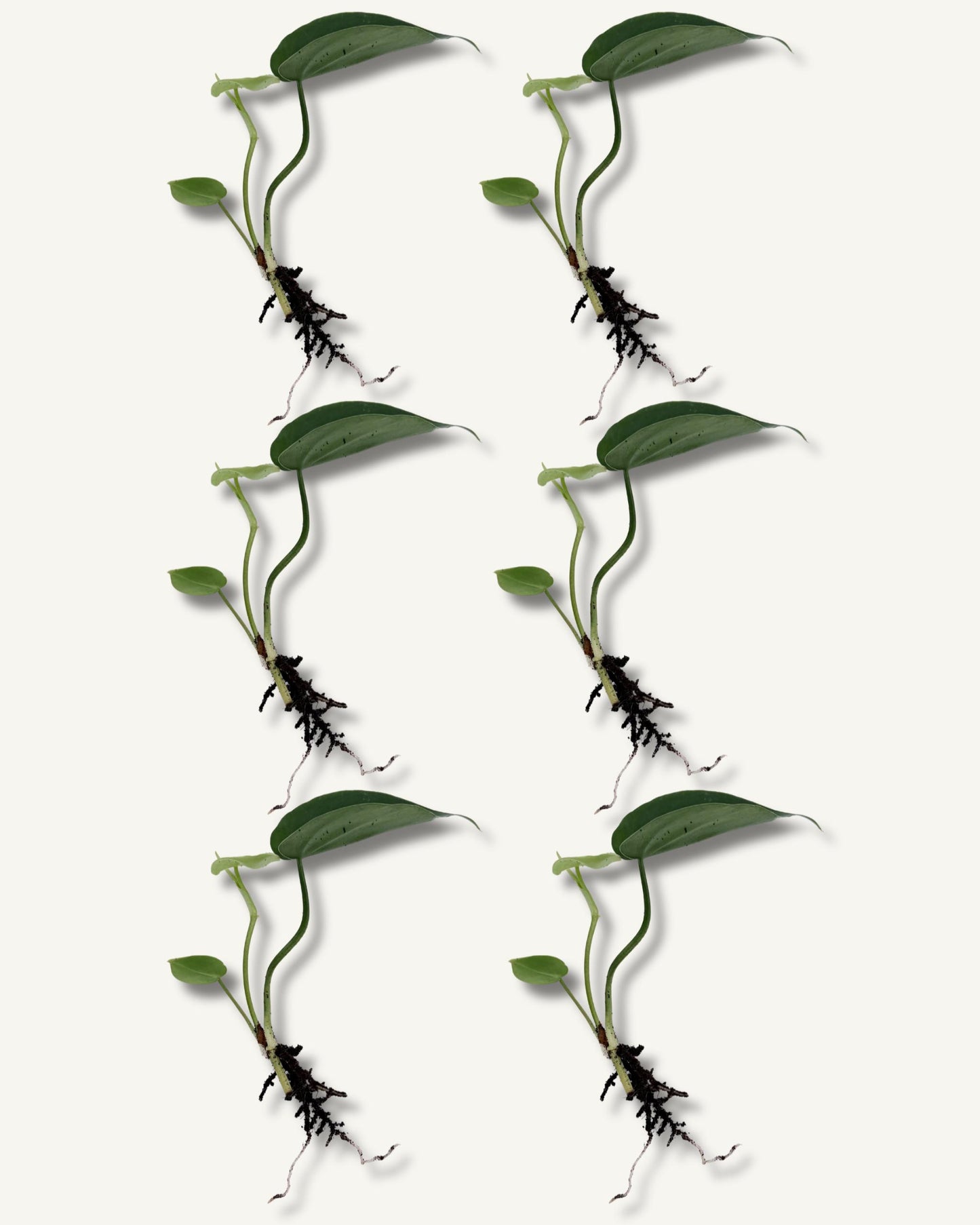 philodendron scandens ableger 6er set klein