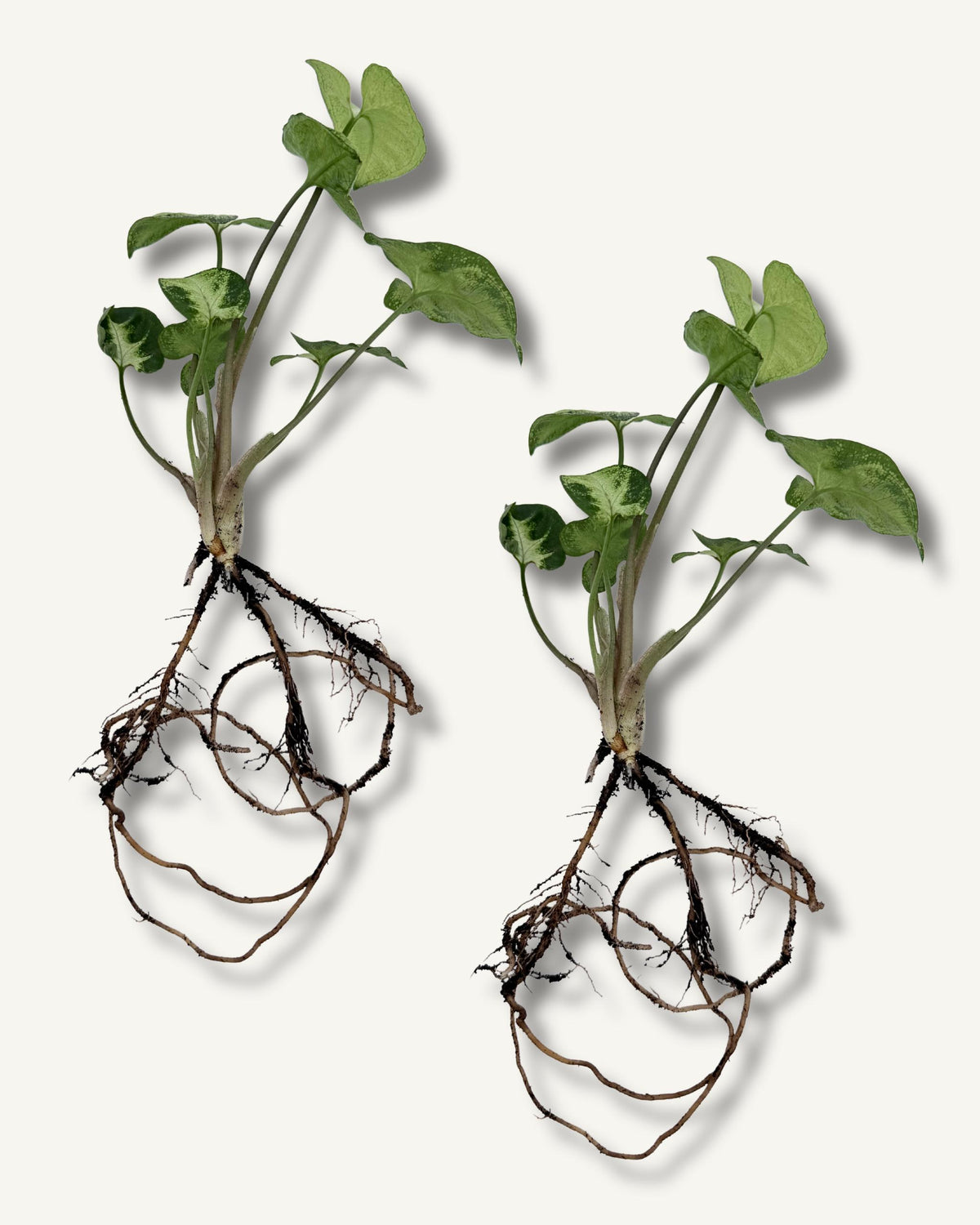 syngonium zimmerpflanzenableger 2er set