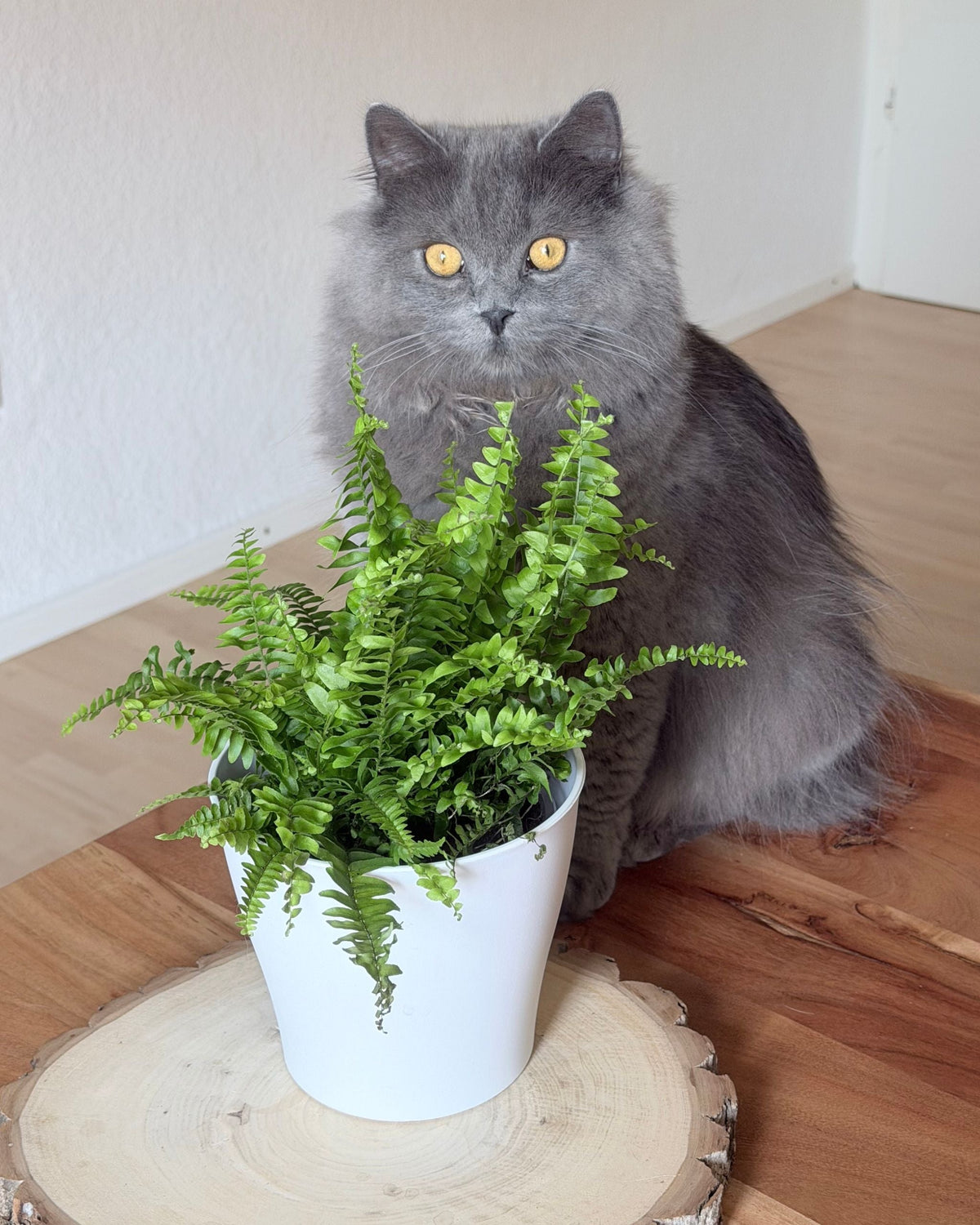 schwertfarn mit katze