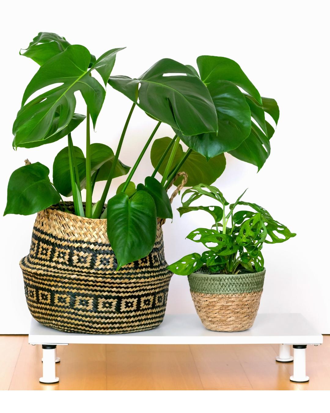 Kollektion Sets Pflanzenableger