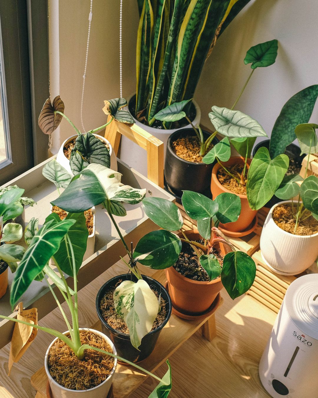 Kollektion alle Pflanzenableger