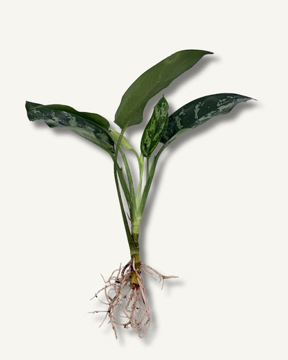 Aglaonema Maria| bewurzelter Ableger