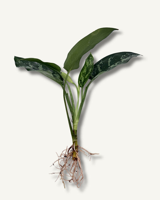 Aglaonema Maria| bewurzelter Ableger