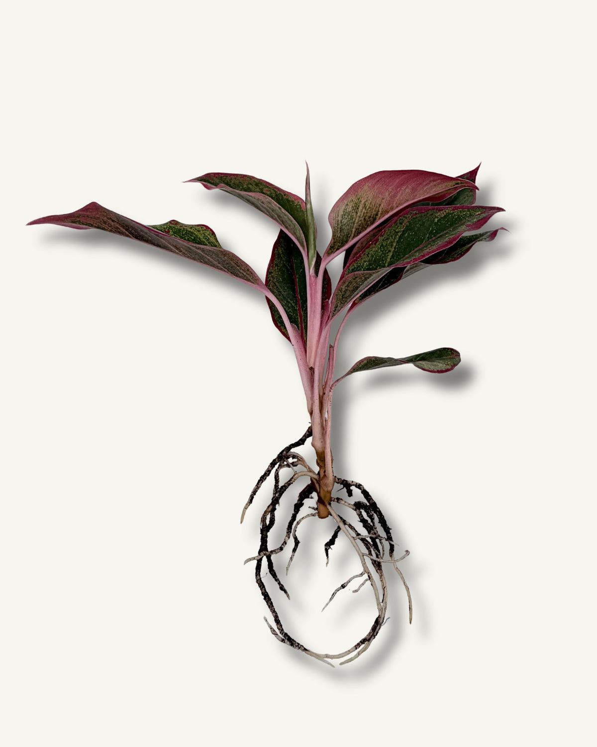 Aglaonema Siam Aurora | bewurzelter Ableger