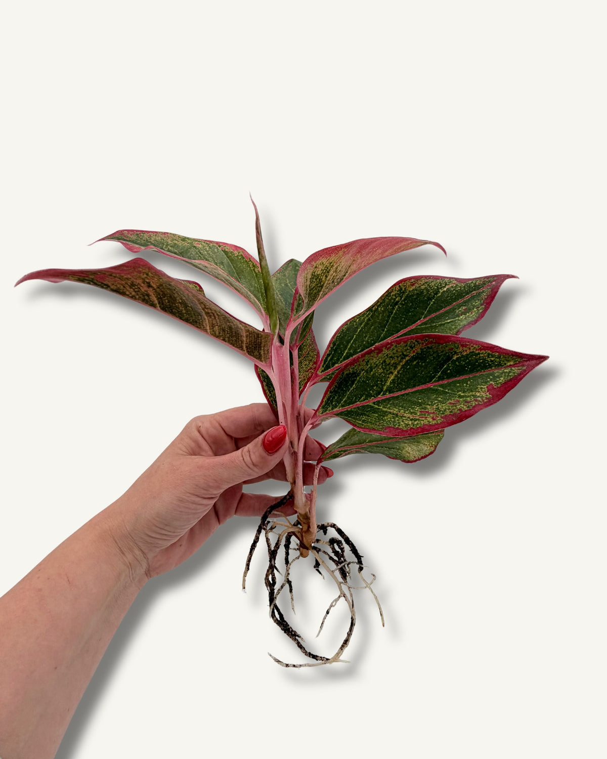 Aglaonema Siam Aurora | bewurzelter Ableger