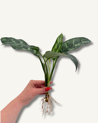 Aglaonema Maria| bewurzelter Ableger