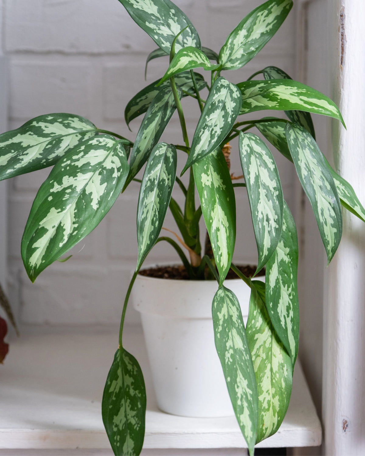 Aglaonema Maria| bewurzelter Ableger