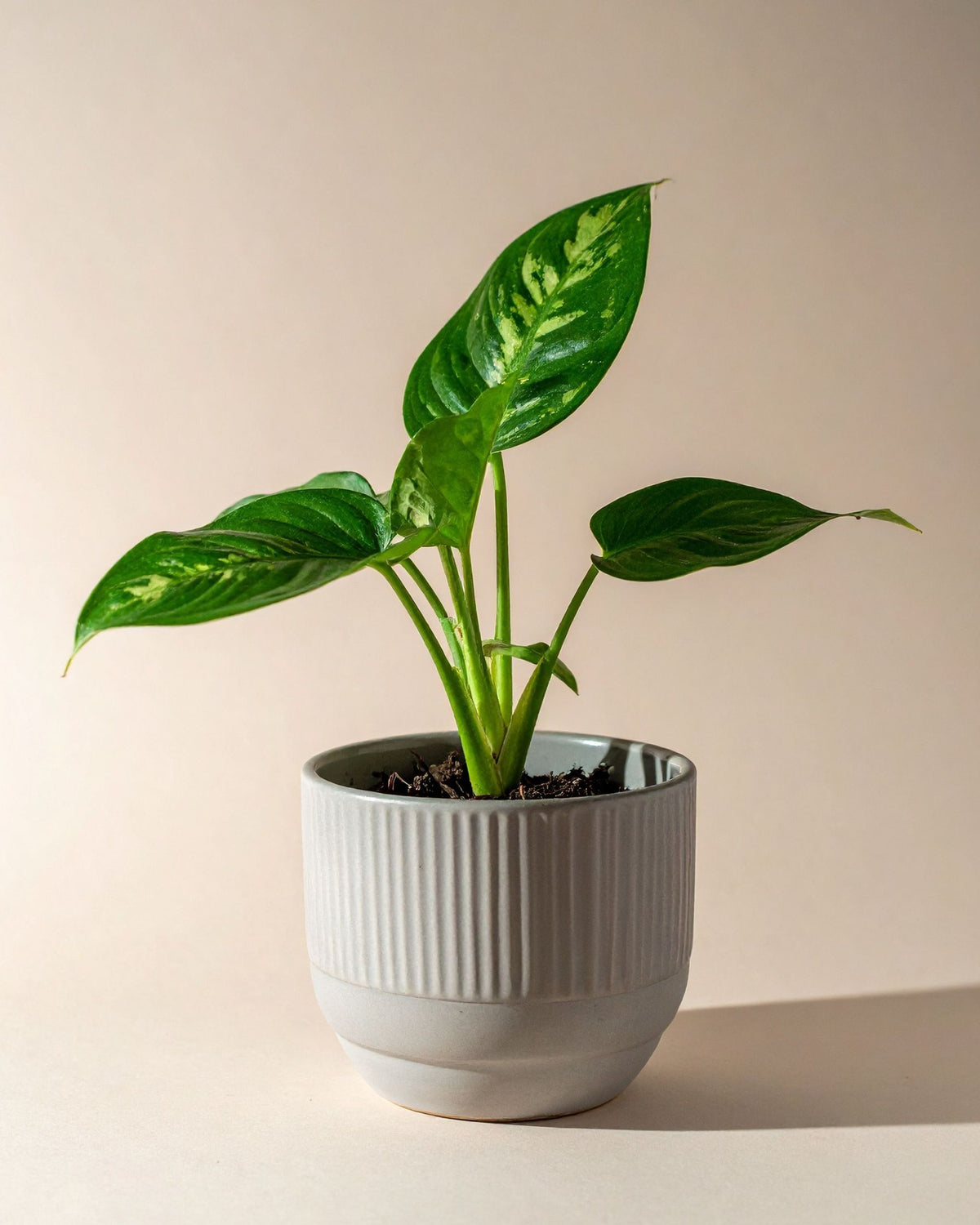 Aglaonema Maria| bewurzelter Ableger