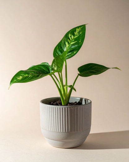 Aglaonema Maria| bewurzelter Ableger