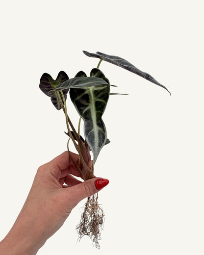 Alocasia Bambino Arrow | bewurzelter Ableger