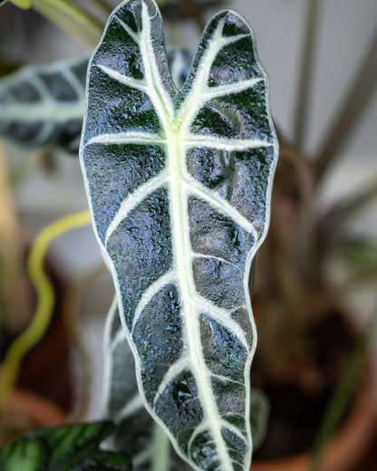Alocasia Bambino Arrow | bewurzelter Ableger