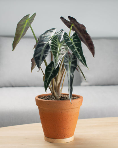 Alocasia Bambino Arrow | bewurzelter Ableger