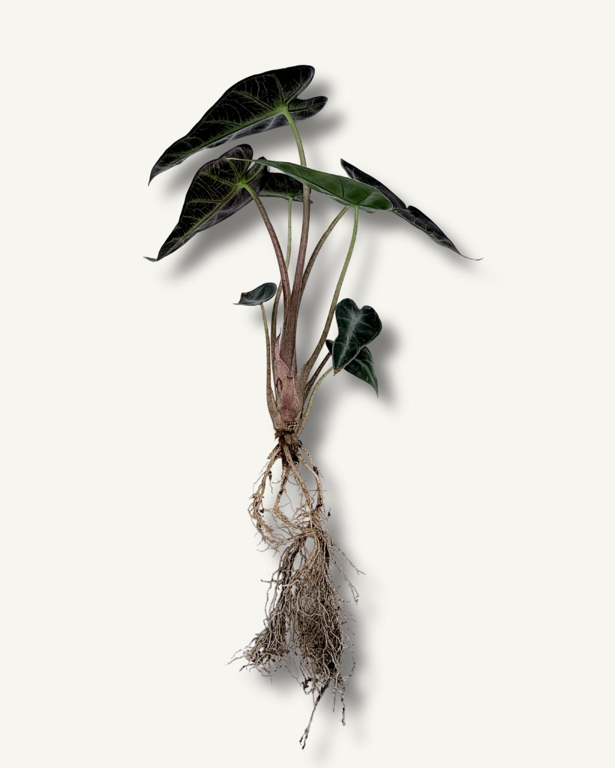 Alocasia Bambino Arrow | bewurzelter Ableger